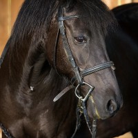 Portrait de cheval d’hippothérapie – Rosie