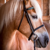 Portrait de cheval d’hippothérapie – Olaf