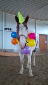 CRCM hippotherapy hippotherapie Lucky